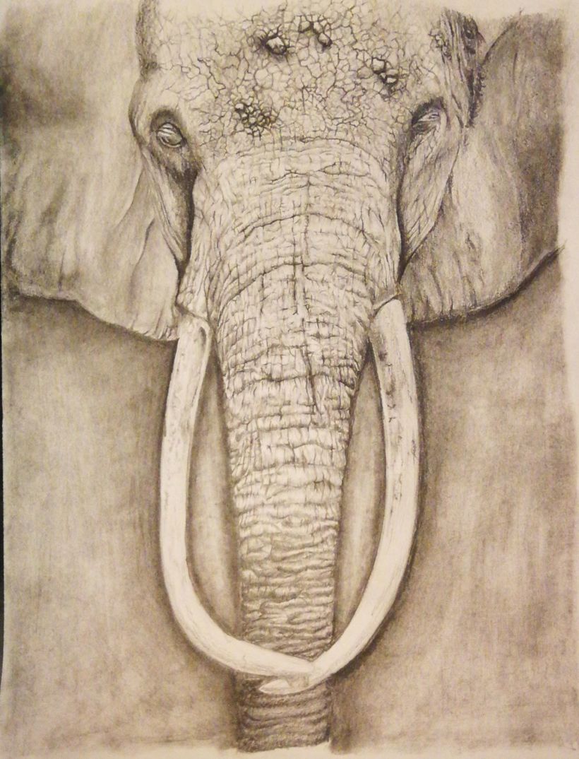 Elephant 0