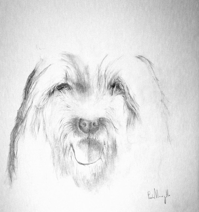 Dog sketch -1
