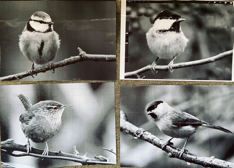Photos by Ian Gray. Desaturate and grid your photos prior to printing. This makes it easier to see the tonal values
