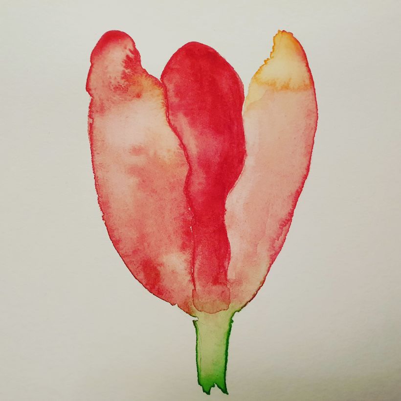 Close up tulip