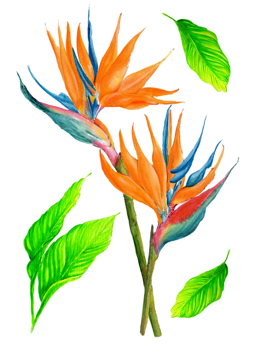 Composición Flor ave del paraíso y hojas