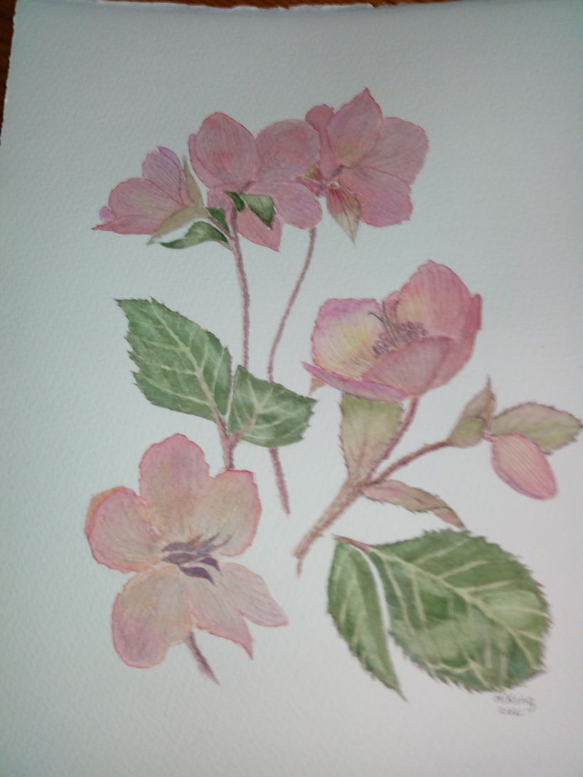 My project in Botanical Watercolor: Illustrate the Anatomy of Flowers course 0