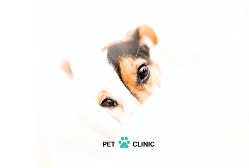 Pet Clinic 0
