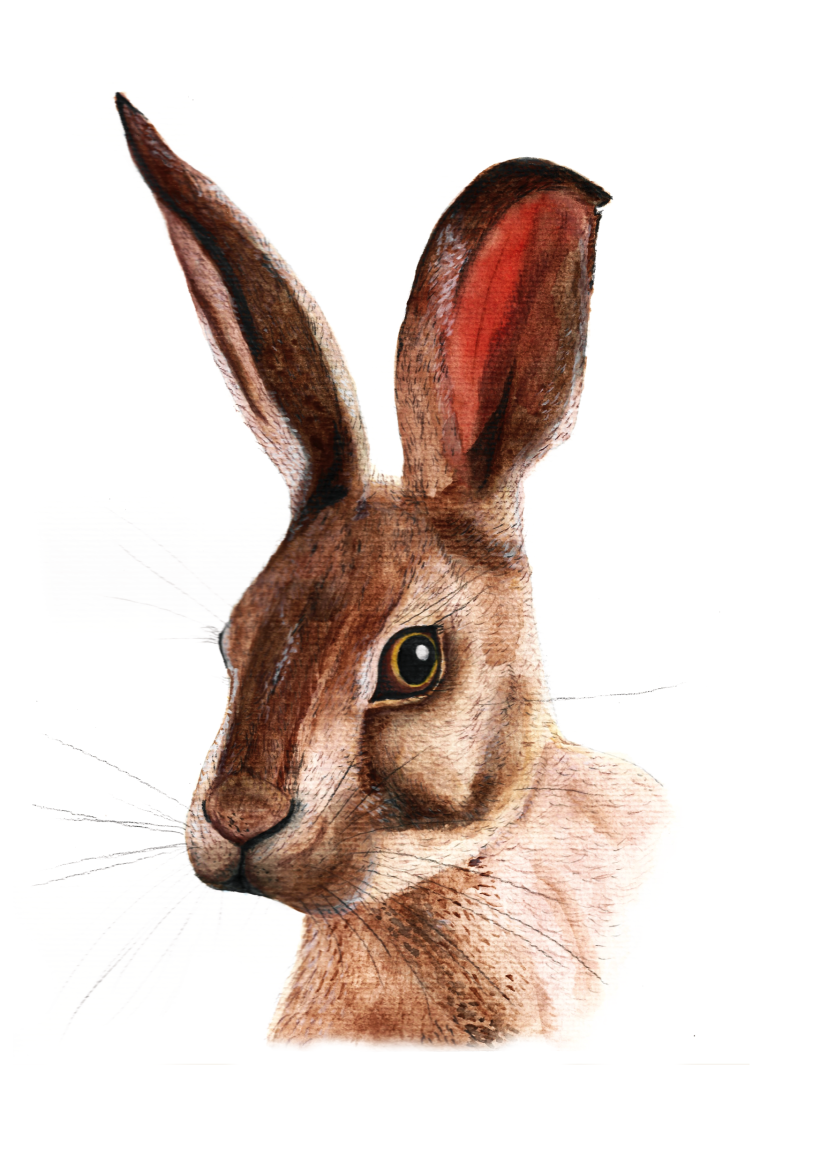 Pintura de coelho usando aquarela.