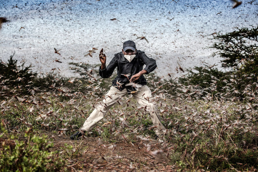 Fighting Locust Invasion in East Africa, de Luis Tato.