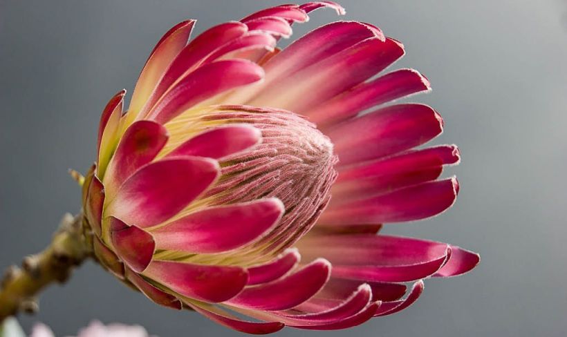 Flor: Protea
