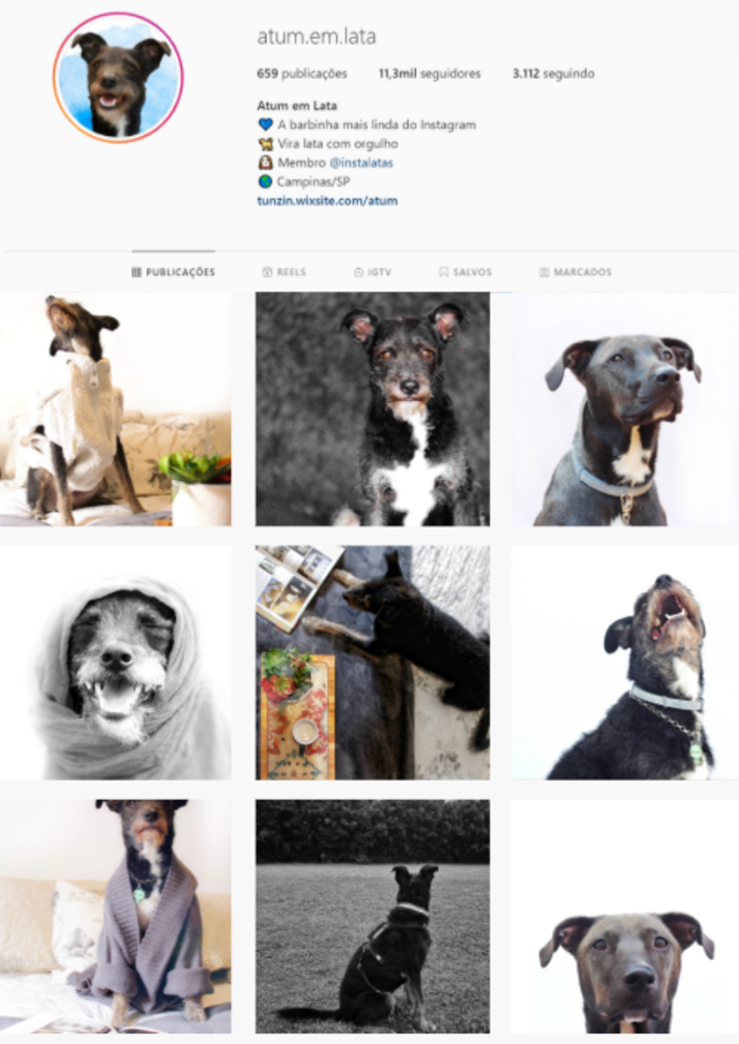 Meu projeto do curso: Fotografia lifestyle de cachorros 9