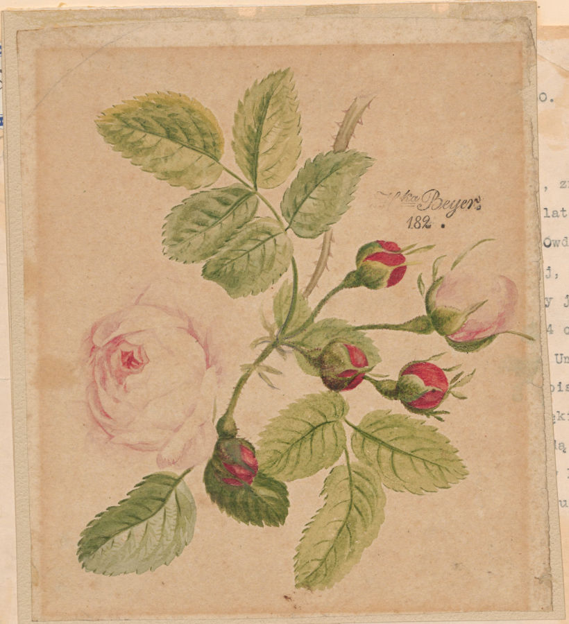 Galatza rozy. Autor desconocido (1820). Archivo: Watercolour World.