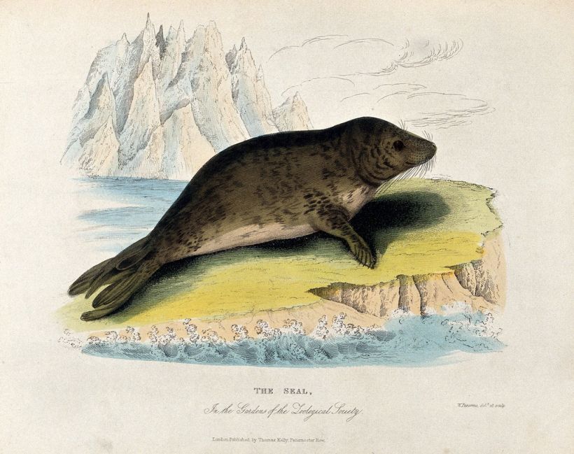 Foca. Por William Panormo (1796-1867). Archivo: Zoological Society of London