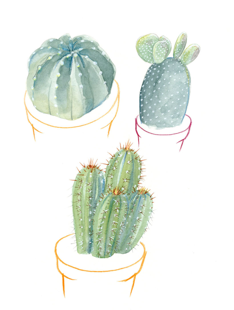 cactus illustrations