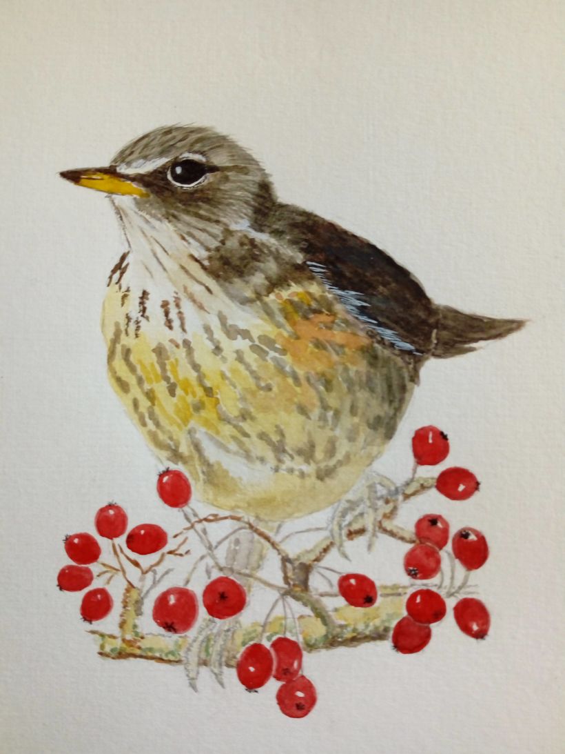 My project in Naturalist Bird Illustration with Watercolors course 0