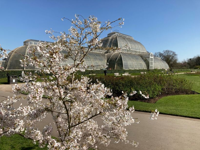 Real Jardín Botánico de Kew, Londres. Fotogafía de Alessandra Cesarato.