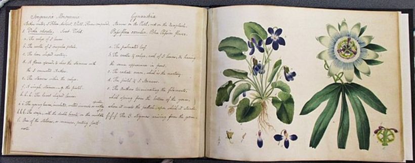 James Sillett, Violeta y pasionaria (1806).