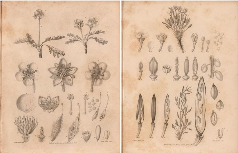 Franz Bauer. Ilustración con tinta sobre papel que muestra todas las partes de una flor ártica.