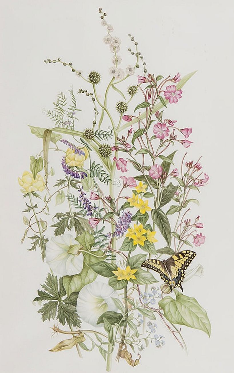 Mary Grierson, Estudio de flor con mariposa (1979).