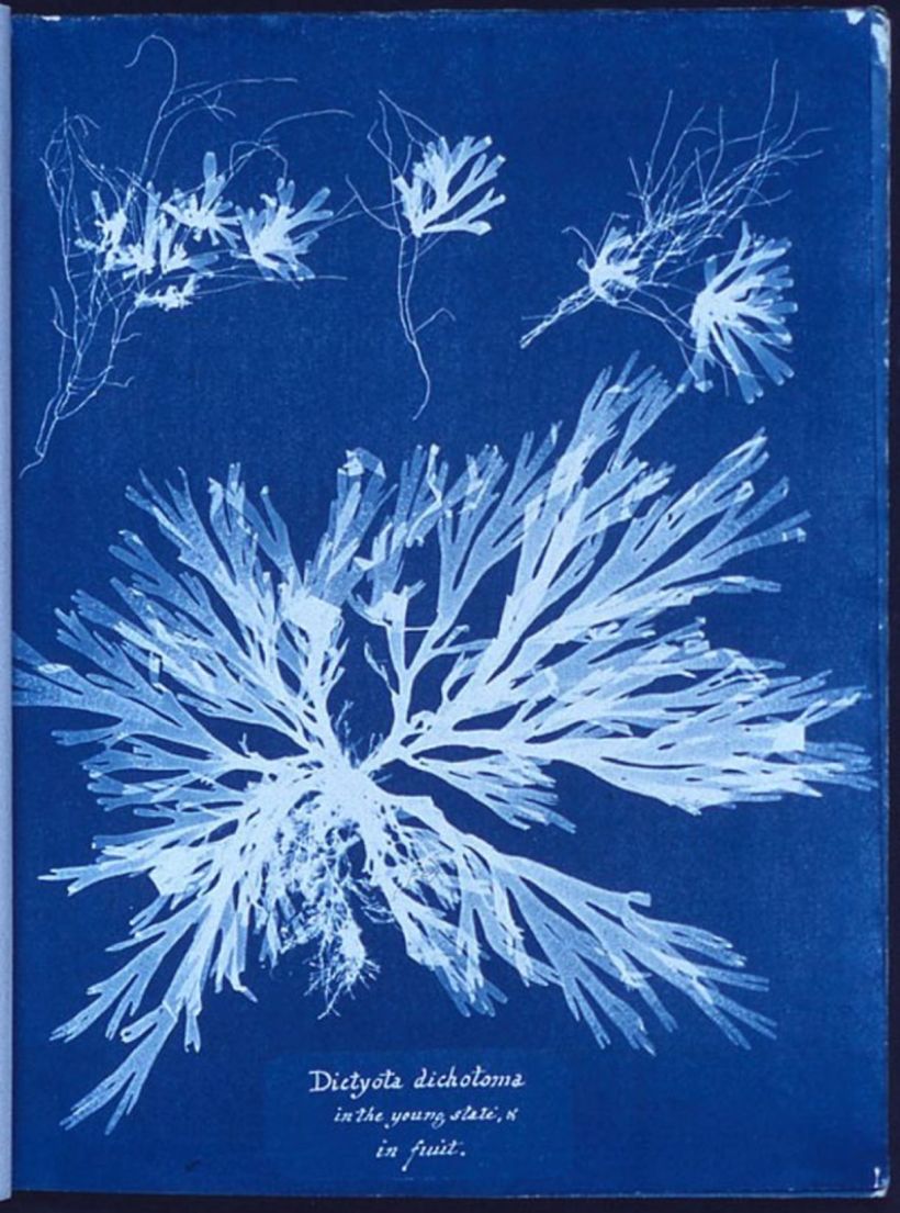 Anna Atkins, fotografías de algas británicas. Impresiones en cianotipo.