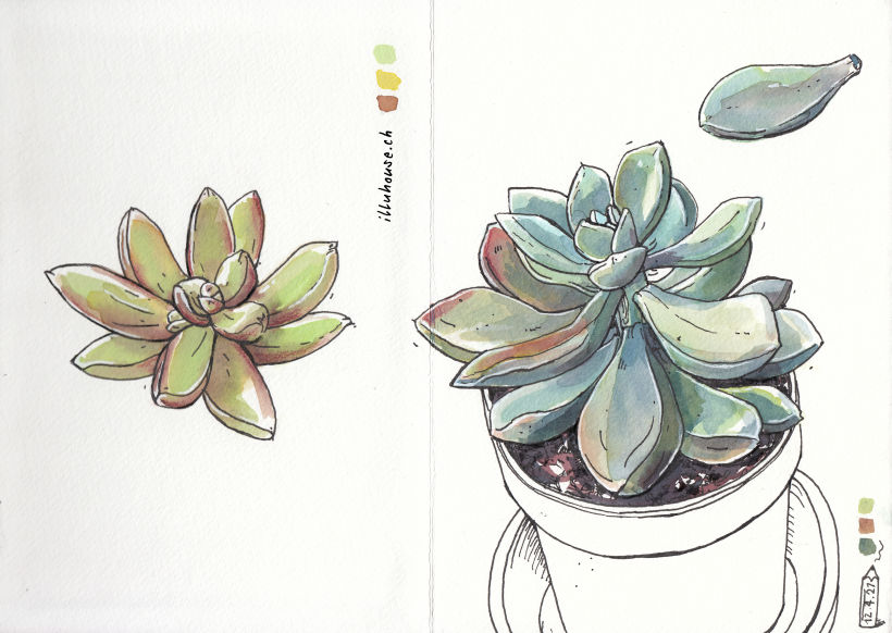 sometimes it snows in april...drawing some succulents while it is snowing outside.