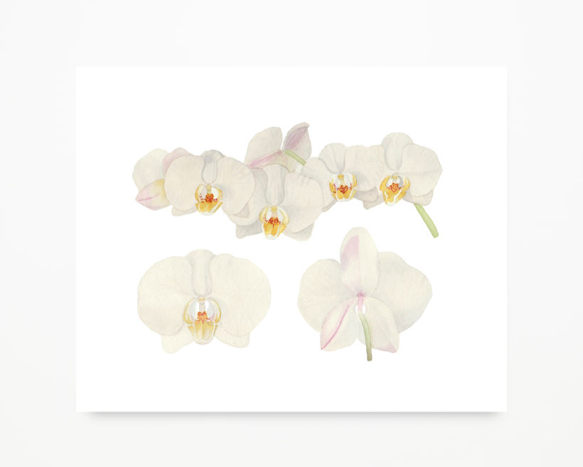 Orquídea Phalaenopsis sp.
