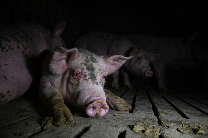 Dentro de la industria porcina española: la fábrica de cerdos de Europa. Por Aitor Garmendia.