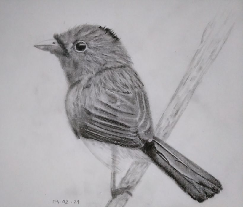 Mi Proyecto del curso: Acuarela artística para ilustración de aves 0
