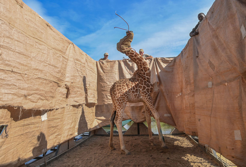 'Rescue of Giraffes from Flooding Island', de Ami Vitale.