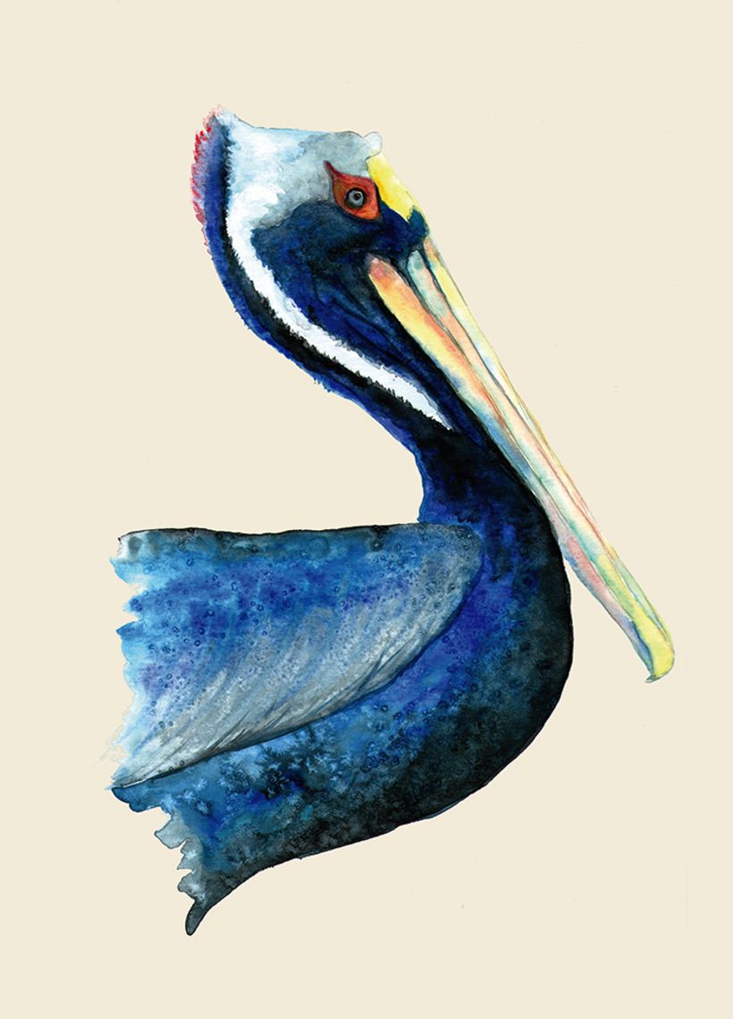 Pelicano, un viaje a México. 1