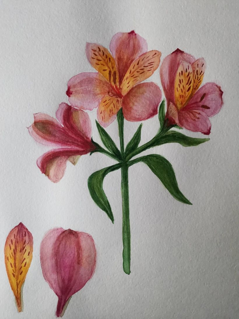 Mi Proyecto del curso: Acuarela botánica: ilustra la anatomía de las flores 3