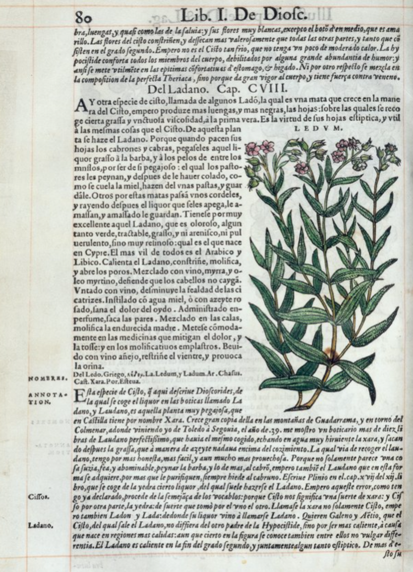 Página de "De Materia Médica", de Dioscórides (50 d. C.)