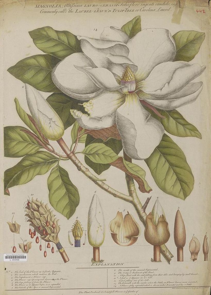 Ejemplo del sistema de ilustración botánica ideado por Carl Linnaeus, ilustrado por Georg Dionysius Ehret