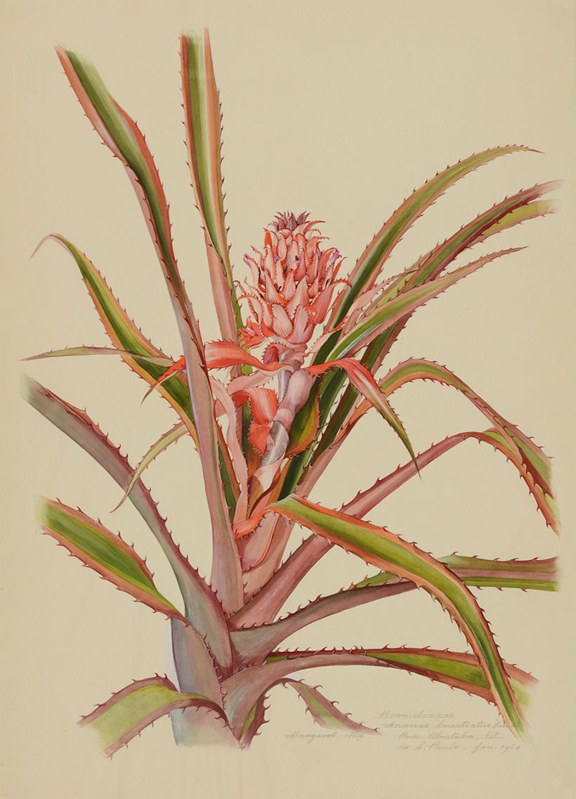 'Bromeliaceae, Ananas bracteatus', Margaret Mee (1964)