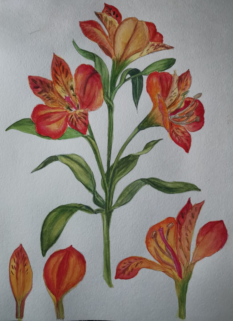 Mi Proyecto del curso: Acuarela botánica: ilustra la anatomía de las flores 8