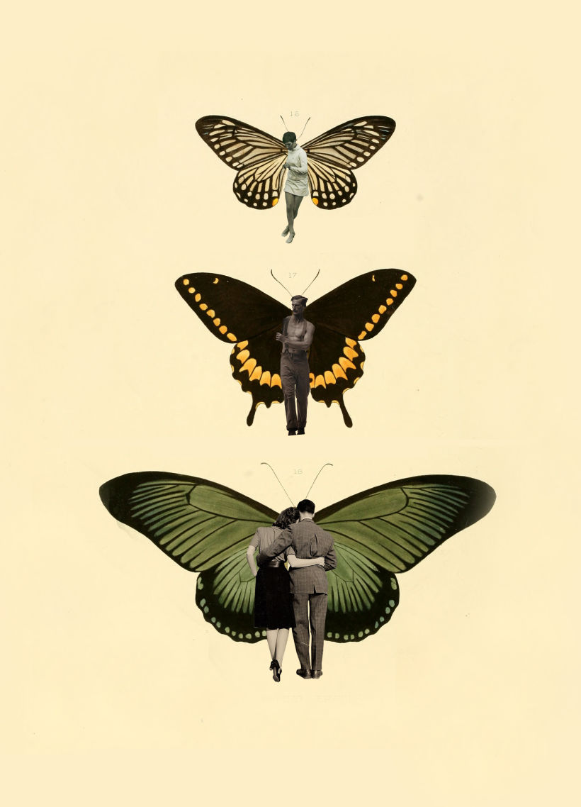 Butterflies 4
