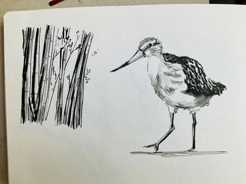 More birds and stuff