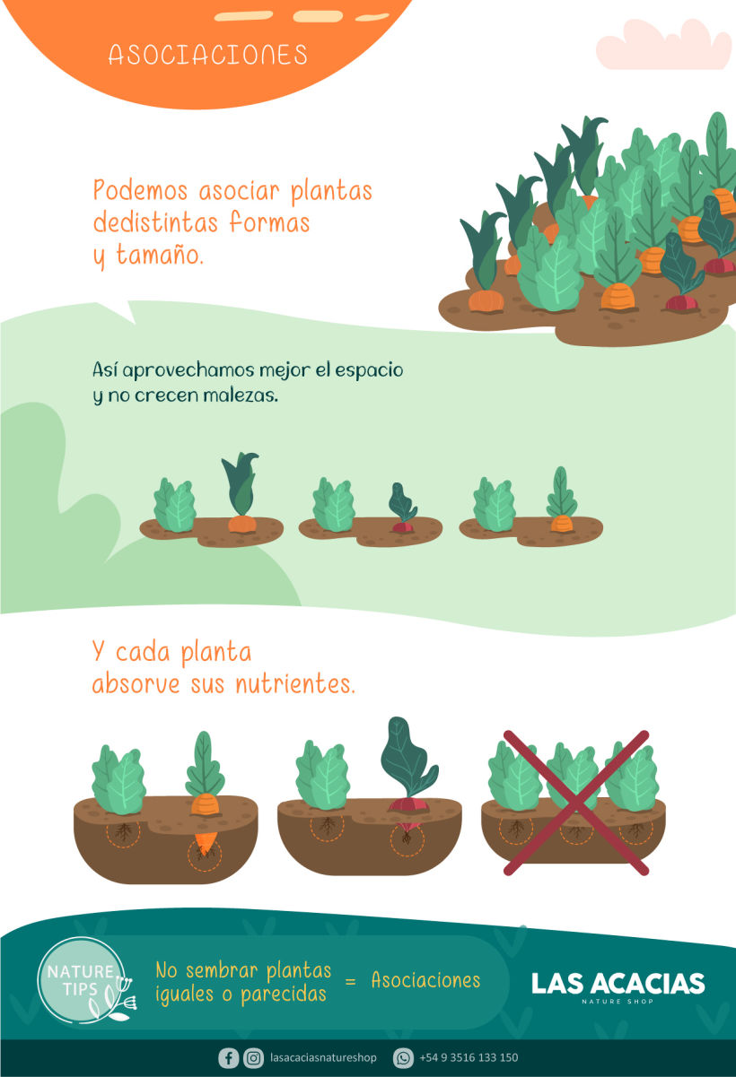 Manual de Huerta Agroecológica 12