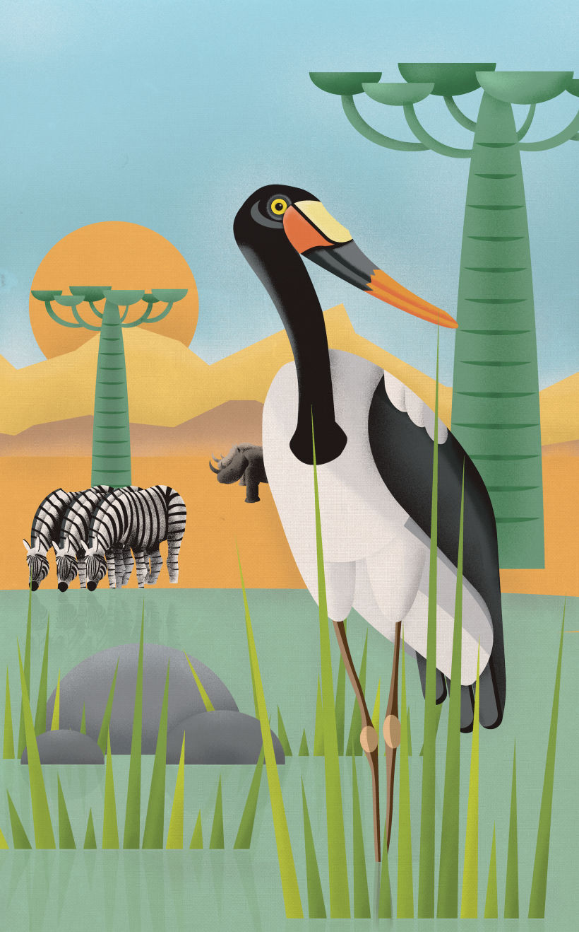 SaddleBill Stork (Ephippiorhynchus senegalensis) 2