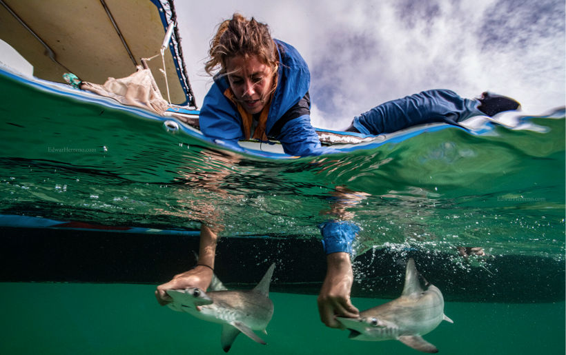 Biólogos trabajando con un cachorros de tiburón martillo en Galápagos.