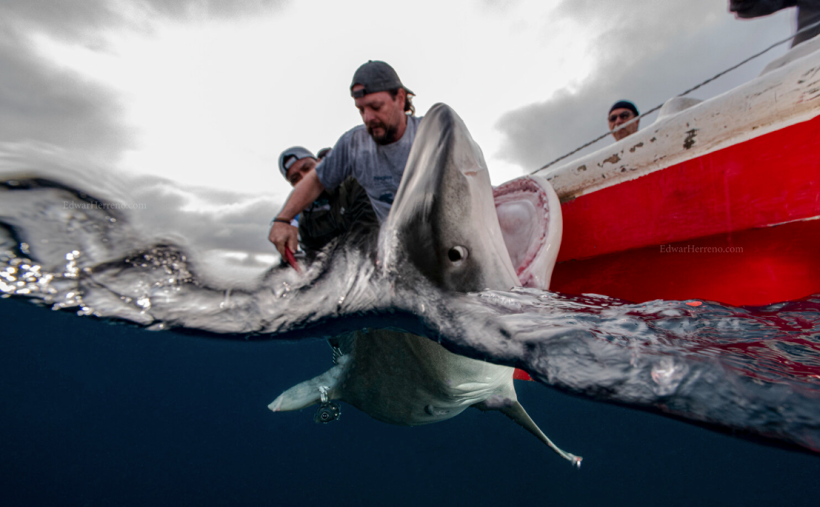 Biólogos trabajando con tiburones en Galápagos.