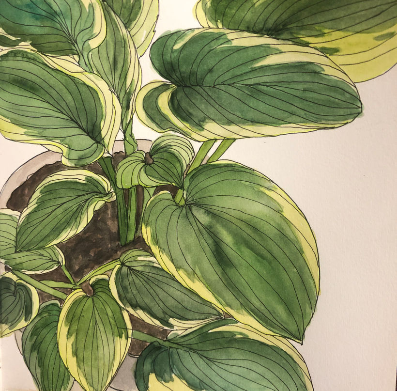 My project in Botanical Sketchbooking: A Meditative Approach course 7