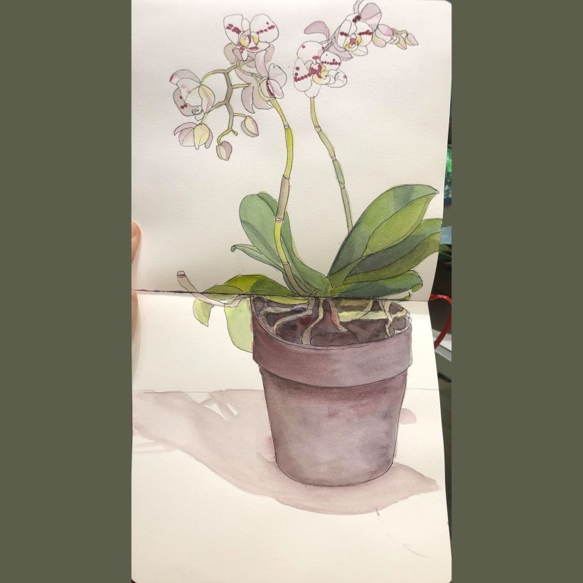 My project in Botanical Sketchbooking: A Meditative Approach course 10