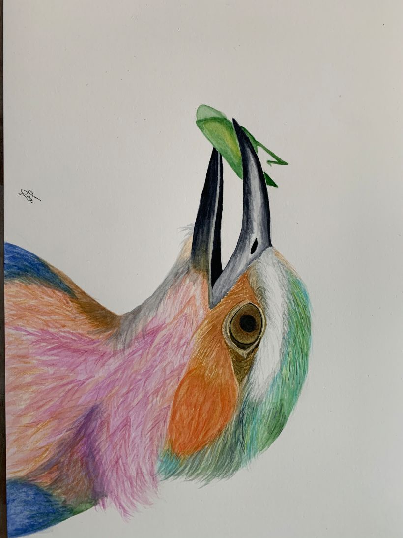 My project in Naturalist Bird Illustration with Watercolors course 2