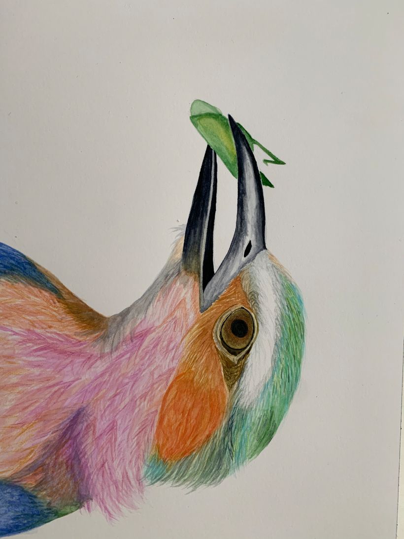 My project in Naturalist Bird Illustration with Watercolors course 3