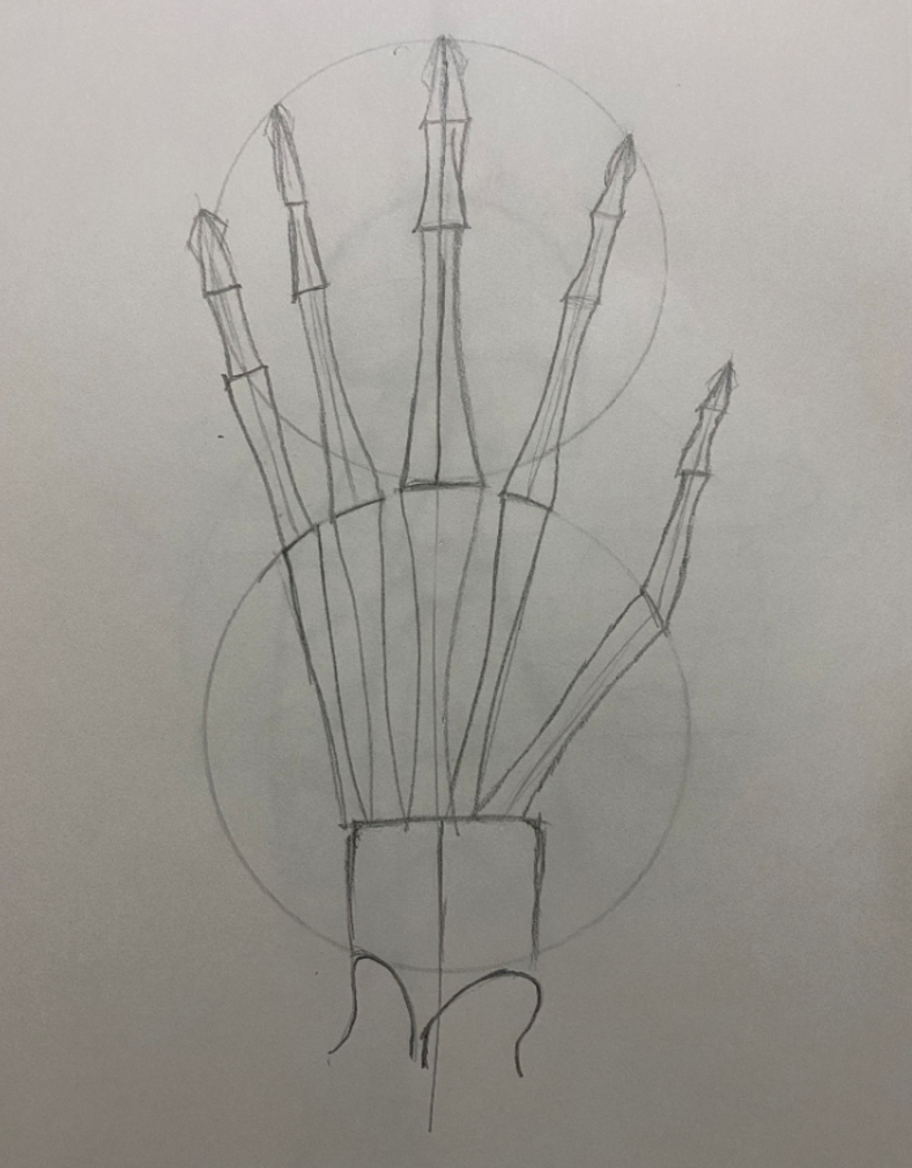 Dibujo anatómico para principiantes 7