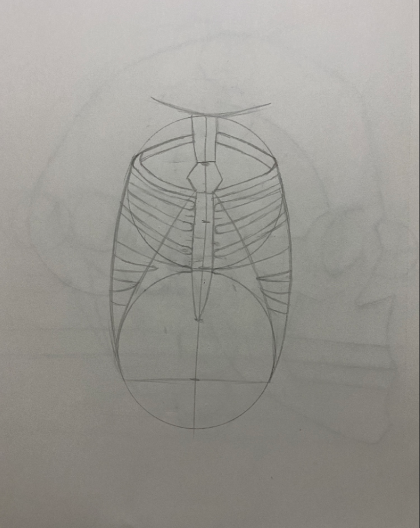 Dibujo anatómico para principiantes 11