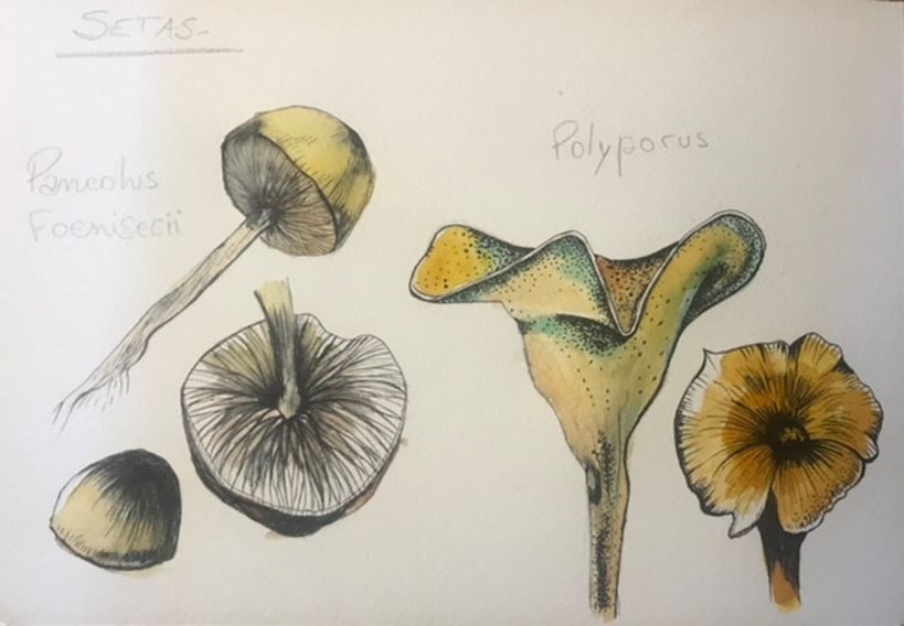 Mi Proyecto del curso: Cuaderno botánico en acuarela 8