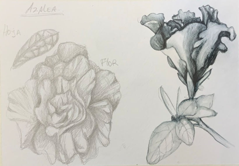 Mi Proyecto del curso: Cuaderno botánico en acuarela 9