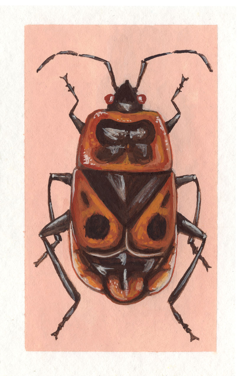 Beetle project 5