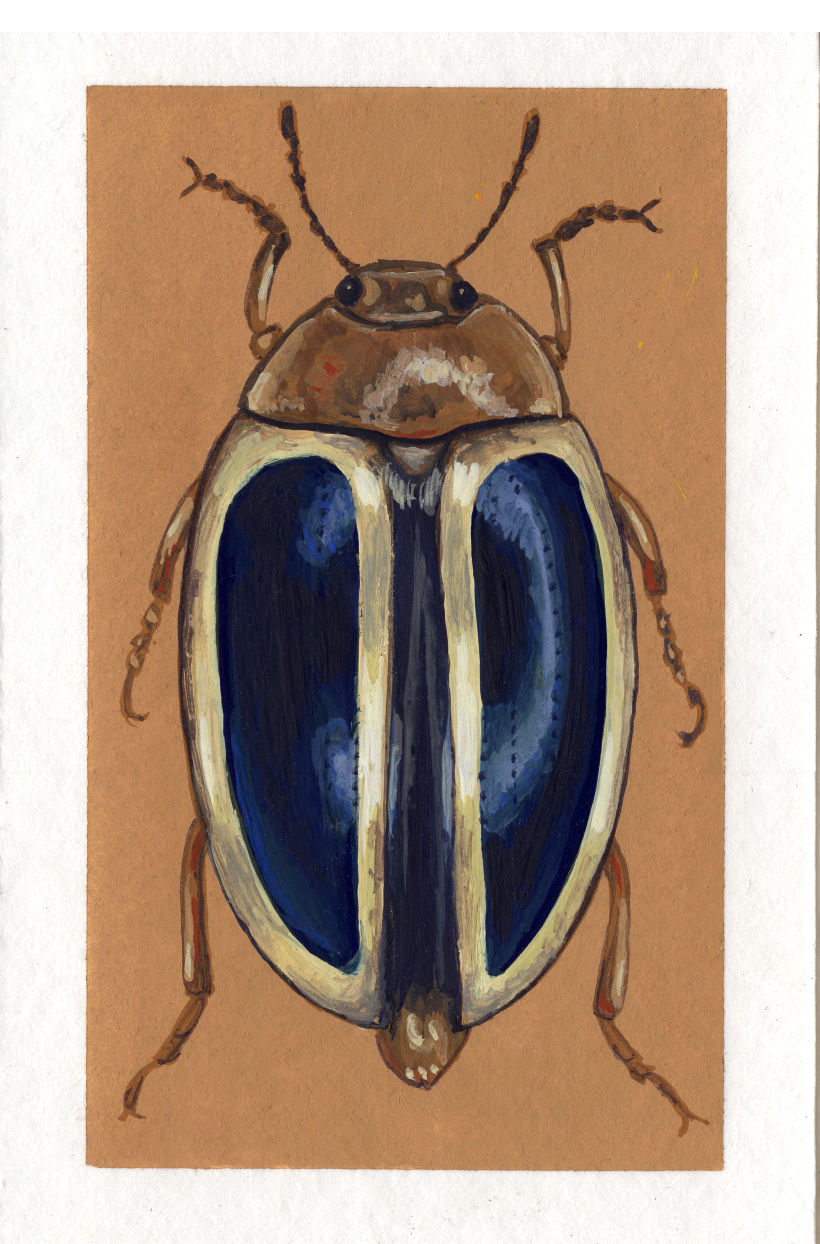 Beetle project 11