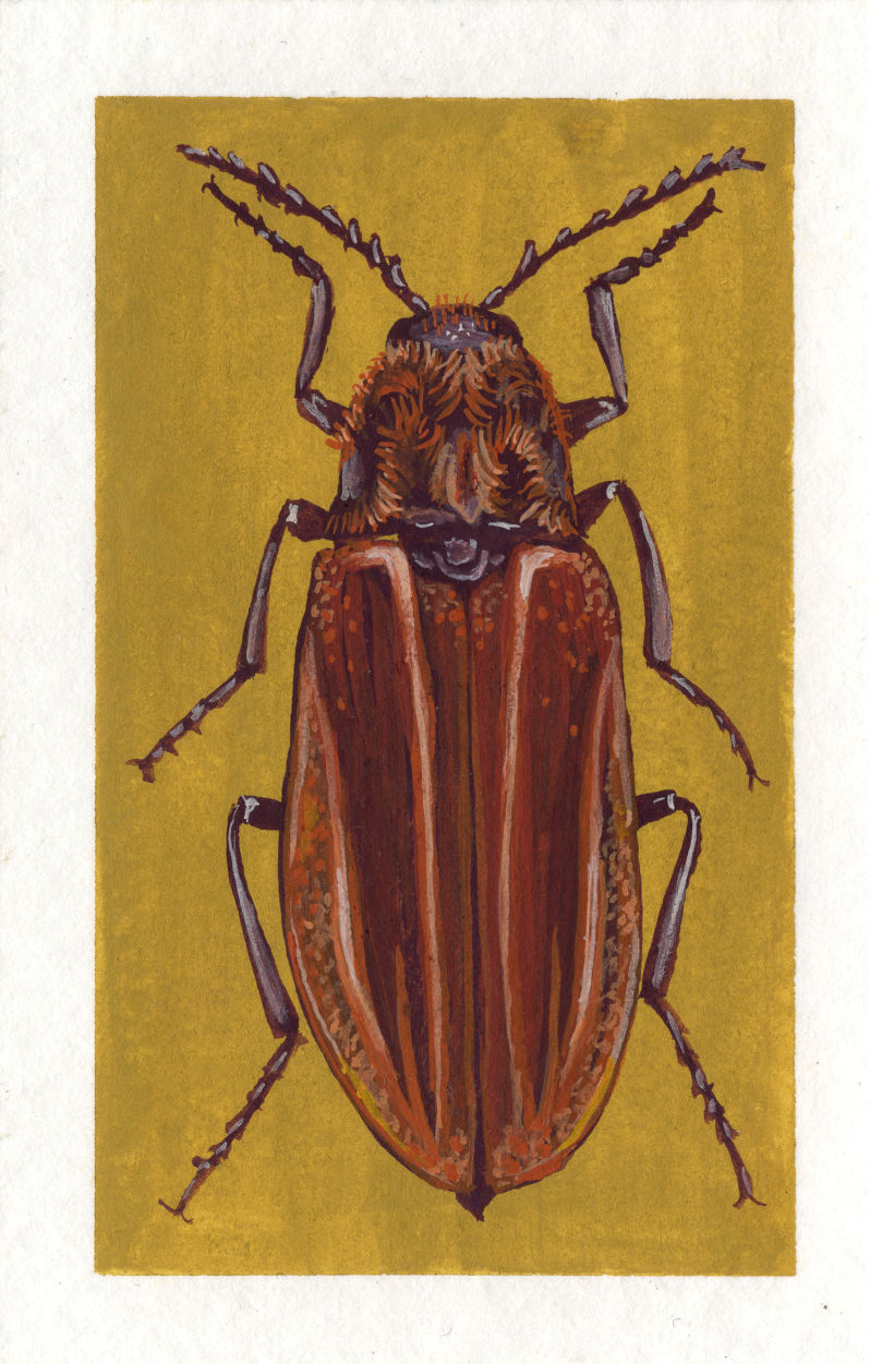 Beetle project 12