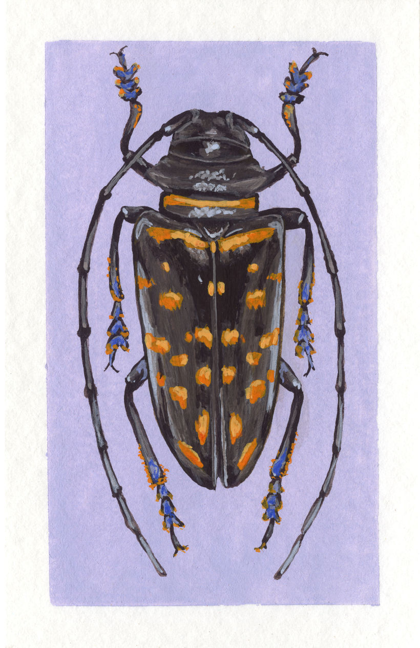 Beetle project 13