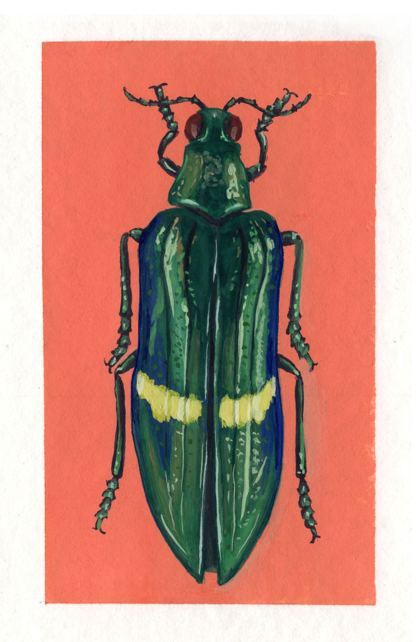 Beetle project 14